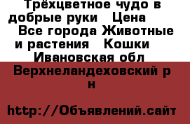 Трёхцветное чудо в добрые руки › Цена ­ 100 - Все города Животные и растения » Кошки   . Ивановская обл.,Верхнеландеховский р-н